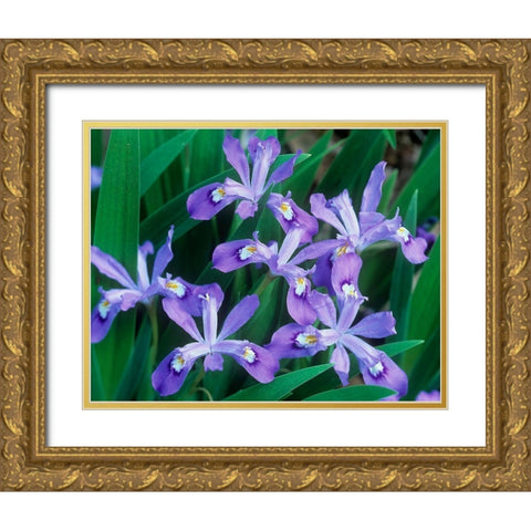 Crested Dwarf Iris Gold Ornate Wood Framed Art Print with Double Matting by Fitzharris, Tim