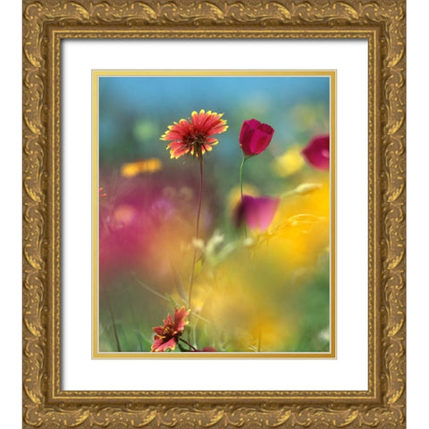 Indian Blanket and Wine-cups Gold Ornate Wood Framed Art Print with Double Matting by Fitzharris, Tim