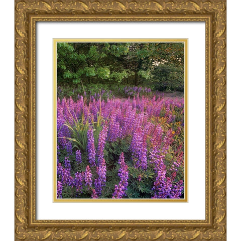 Lupines at West Beach Gold Ornate Wood Framed Art Print with Double Matting by Fitzharris, Tim