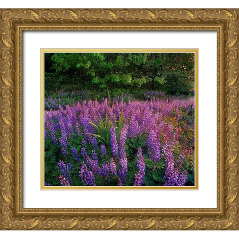 Lupines at West Beach Gold Ornate Wood Framed Art Print with Double Matting by Fitzharris, Tim