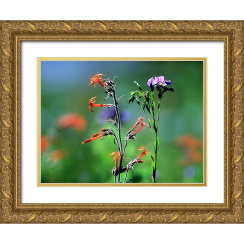 Scarlet Gilia and Blue Flax Gold Ornate Wood Framed Art Print with Double Matting by Fitzharris, Tim