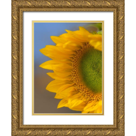 Sunflower Gold Ornate Wood Framed Art Print with Double Matting by Fitzharris, Tim