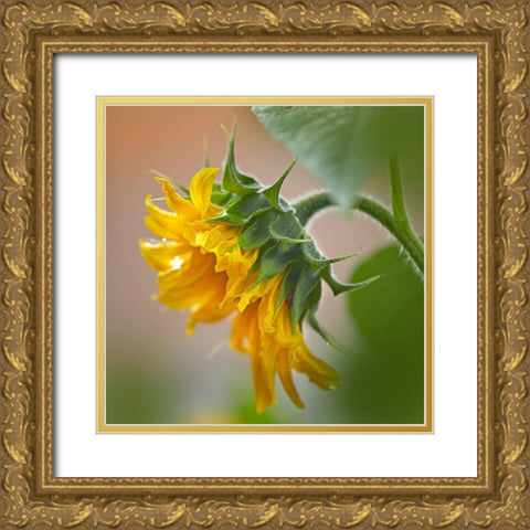 Sunflower Gold Ornate Wood Framed Art Print with Double Matting by Fitzharris, Tim