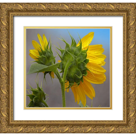 Sunflower Gold Ornate Wood Framed Art Print with Double Matting by Fitzharris, Tim