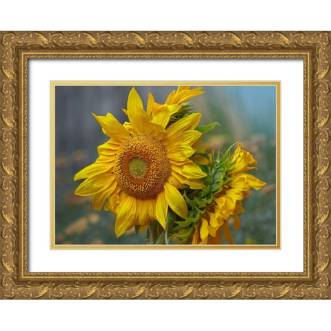 Sunflowers Gold Ornate Wood Framed Art Print with Double Matting by Fitzharris, Tim
