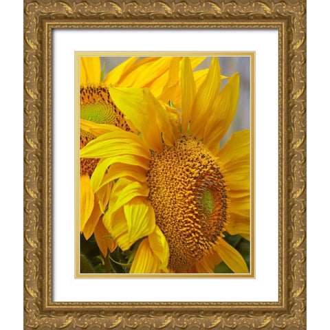 Sunflowers Gold Ornate Wood Framed Art Print with Double Matting by Fitzharris, Tim