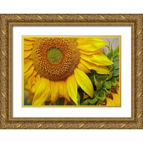 Sunflowers Gold Ornate Wood Framed Art Print with Double Matting by Fitzharris, Tim