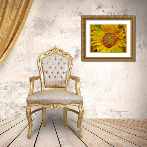 Sunflowers Gold Ornate Wood Framed Art Print with Double Matting by Fitzharris, Tim