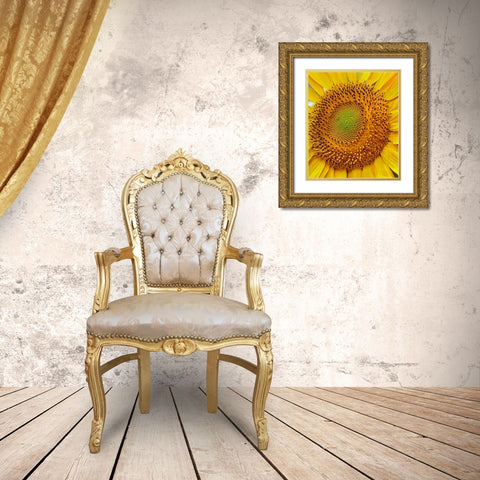 Sunflowers Gold Ornate Wood Framed Art Print with Double Matting by Fitzharris, Tim