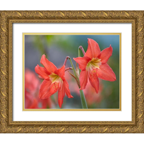 Amaryllis Gold Ornate Wood Framed Art Print with Double Matting by Fitzharris, Tim