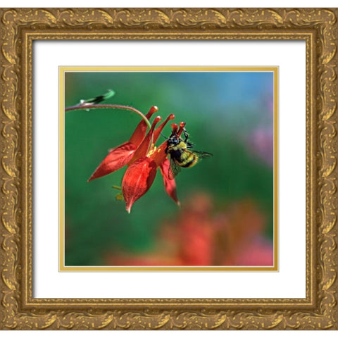 Bee on Wild Columbine Gold Ornate Wood Framed Art Print with Double Matting by Fitzharris, Tim