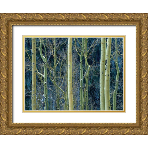 Aspen Trunks Gold Ornate Wood Framed Art Print with Double Matting by Fitzharris, Tim