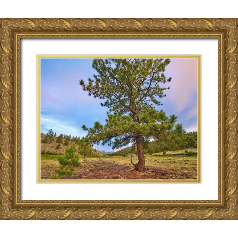 Pine Tree-Cochetopa Hills-Rio Grande National Forest Gold Ornate Wood Framed Art Print with Double Matting by Fitzharris, Tim