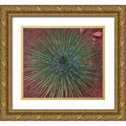 Narrow Leaf Agave  Gold Ornate Wood Framed Art Print with Double Matting by Fitzharris, Tim