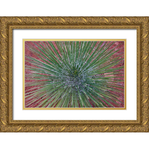 Narrow Leaf Agave Gold Ornate Wood Framed Art Print with Double Matting by Fitzharris, Tim
