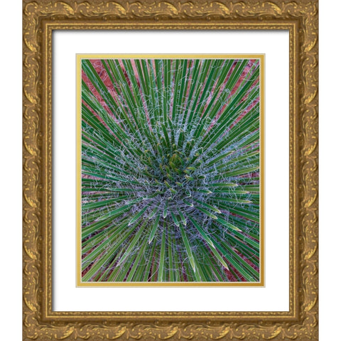 Narrow Leaf Agave  Gold Ornate Wood Framed Art Print with Double Matting by Fitzharris, Tim