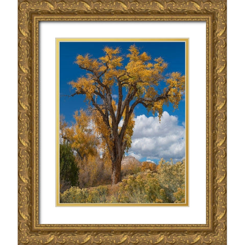 Chamisas and Cottonwood Trees Gold Ornate Wood Framed Art Print with Double Matting by Fitzharris, Tim