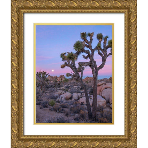 Joshua Tree at Joshua Tree National Park Gold Ornate Wood Framed Art Print with Double Matting by Fitzharris, Tim