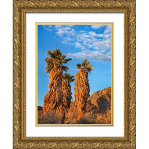 California Fan Palms Gold Ornate Wood Framed Art Print with Double Matting by Fitzharris, Tim