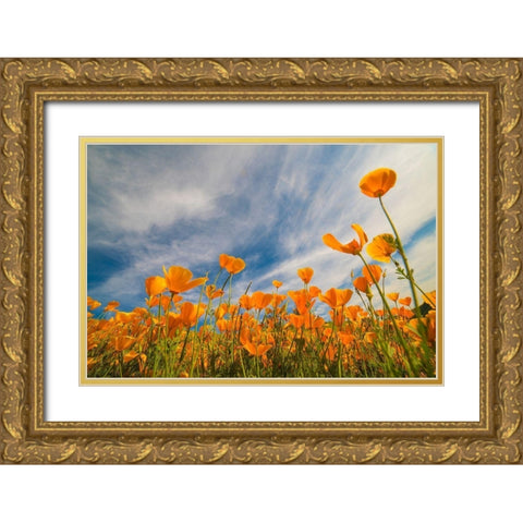 California Poppies near Lake Elsinor Gold Ornate Wood Framed Art Print with Double Matting by Fitzharris, Tim