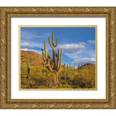 Big Saguaro Cactus Gold Ornate Wood Framed Art Print with Double Matting by Fitzharris, Tim