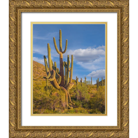 Big Saguaro Cactus Gold Ornate Wood Framed Art Print with Double Matting by Fitzharris, Tim