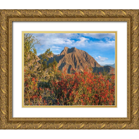 Chuparosa and Indian Head Mountain Gold Ornate Wood Framed Art Print with Double Matting by Fitzharris, Tim