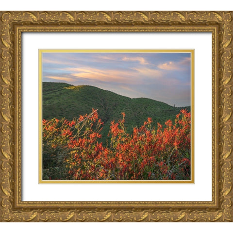 Chuparosa-Anza Borrego Desert State Park-California-USA Gold Ornate Wood Framed Art Print with Double Matting by Fitzharris, Tim