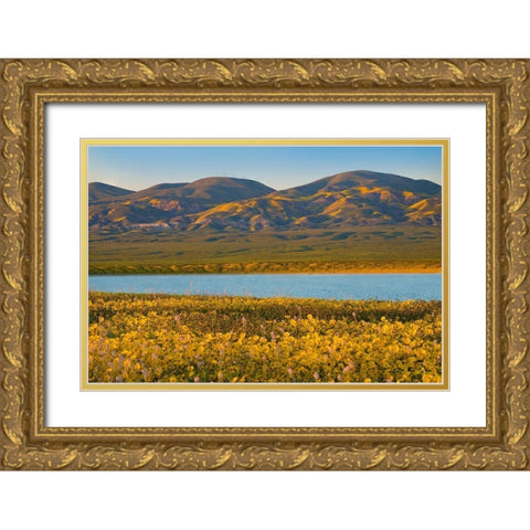 Yellow Daisies and Tremblor Range Gold Ornate Wood Framed Art Print with Double Matting by Fitzharris, Tim