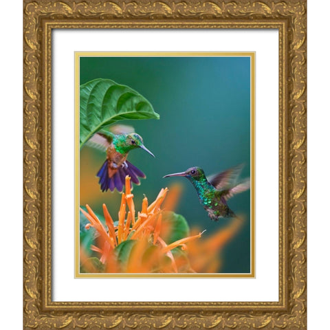 Blue Chinned Sapphire and Copper-Rumped Hummingbirds Gold Ornate Wood Framed Art Print with Double Matting by Fitzharris, Tim