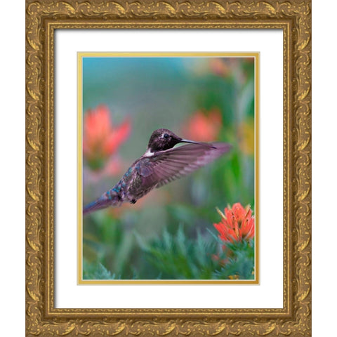 Black Chinned Hummingbird with Indian Paintbrush Gold Ornate Wood Framed Art Print with Double Matting by Fitzharris, Tim