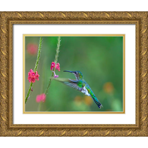 White Necked Jacobin Gold Ornate Wood Framed Art Print with Double Matting by Fitzharris, Tim