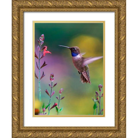 Black Chinned Hummingbird Gold Ornate Wood Framed Art Print with Double Matting by Fitzharris, Tim