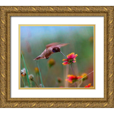 Black Chinned Hummingbird Gold Ornate Wood Framed Art Print with Double Matting by Fitzharris, Tim