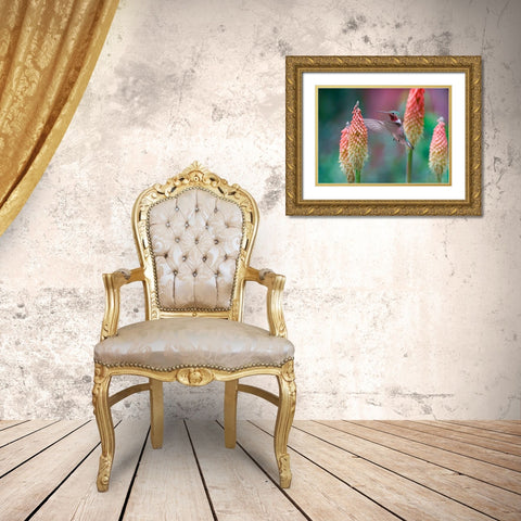 Broad Tailed Hummingbird at Red Hot Poker Gold Ornate Wood Framed Art Print with Double Matting by Fitzharris, Tim