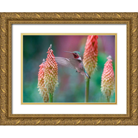 Broad Tailed Hummingbird at Red Hot Poker Gold Ornate Wood Framed Art Print with Double Matting by Fitzharris, Tim