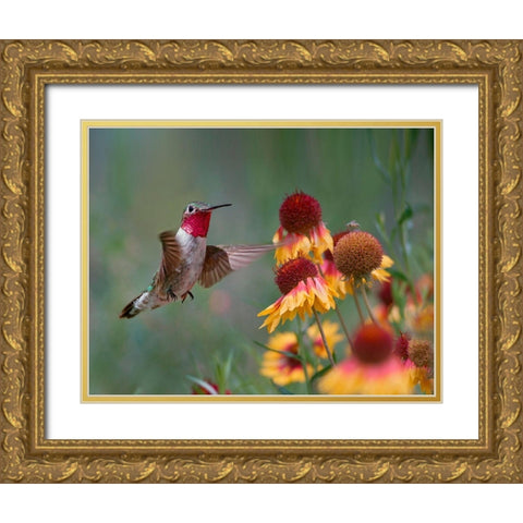 Broad Tailed Hummingbird Gold Ornate Wood Framed Art Print with Double Matting by Fitzharris, Tim