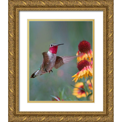 Broad Tailed Hummingbird Gold Ornate Wood Framed Art Print with Double Matting by Fitzharris, Tim