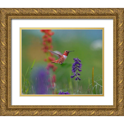 Rufous Hummingbird Gold Ornate Wood Framed Art Print with Double Matting by Fitzharris, Tim