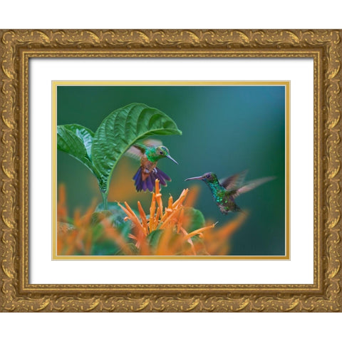 Blue Chinned Sapphire and Copper-Rumped Hummingbirds Gold Ornate Wood Framed Art Print with Double Matting by Fitzharris, Tim