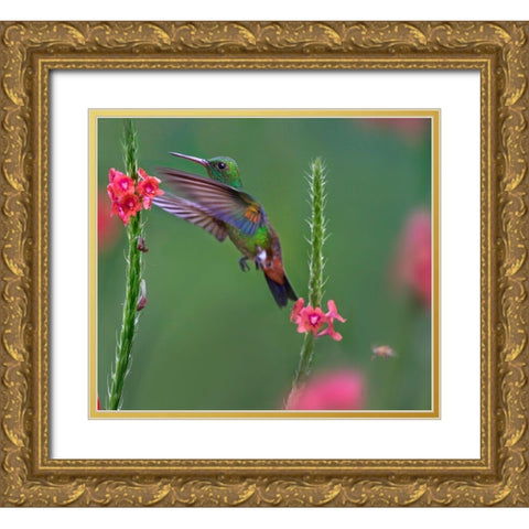 Copper Rumped Humming Bird Gold Ornate Wood Framed Art Print with Double Matting by Fitzharris, Tim