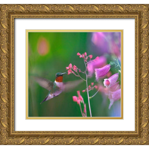 Ruby Throated Hummingbird Gold Ornate Wood Framed Art Print with Double Matting by Fitzharris, Tim