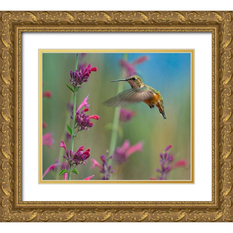 Broad Tailed Hummingbirds Gold Ornate Wood Framed Art Print with Double Matting by Fitzharris, Tim