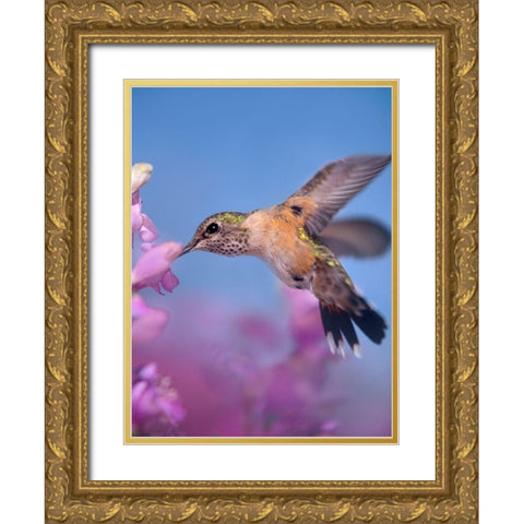 Broad Tailed Hummingbirds Female Gold Ornate Wood Framed Art Print with Double Matting by Fitzharris, Tim