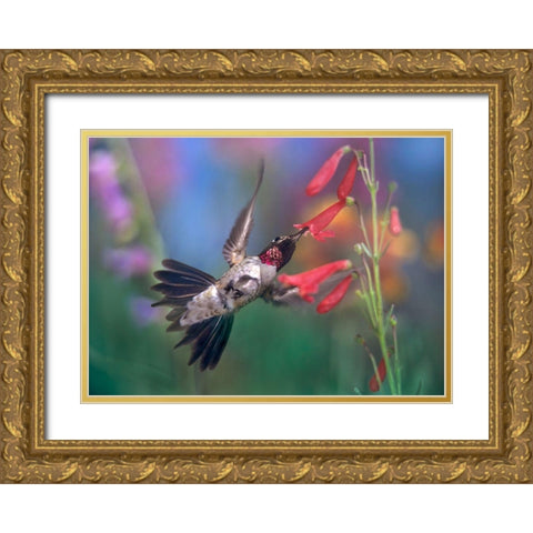 Broad Tailed Hummingbird at Scarlet Bugler Gold Ornate Wood Framed Art Print with Double Matting by Fitzharris, Tim