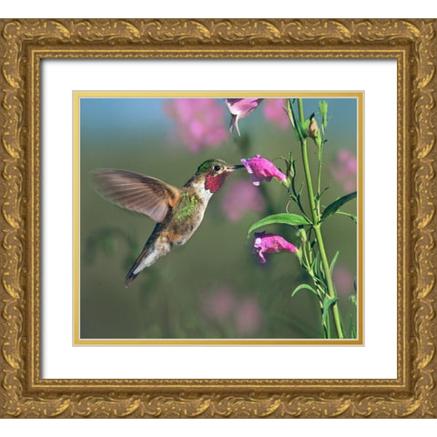 Broad Tailed Hummingbird at Penstemon Gold Ornate Wood Framed Art Print with Double Matting by Fitzharris, Tim