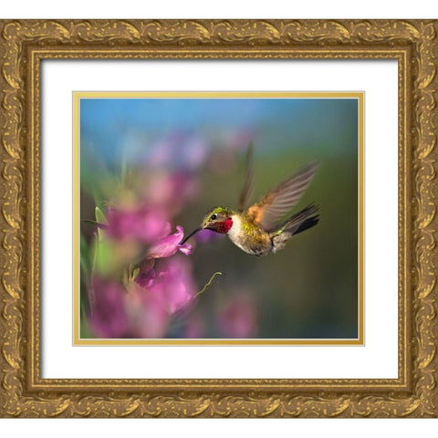 Broad Tailed Hummingbird at Penstemon Gold Ornate Wood Framed Art Print with Double Matting by Fitzharris, Tim