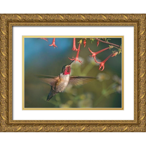 Broad Tailed Hummingbird at Scarlet Trumpets Gold Ornate Wood Framed Art Print with Double Matting by Fitzharris, Tim