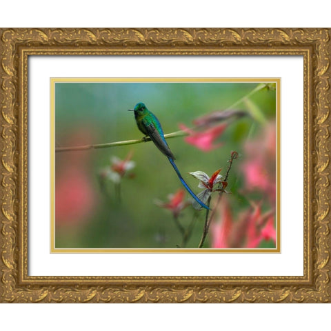 Long Tailed Sylph Hummingbird Ecuador Gold Ornate Wood Framed Art Print with Double Matting by Fitzharris, Tim