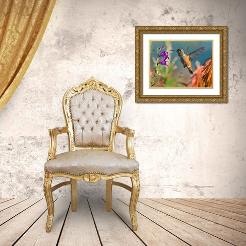 Broad Tailed Hummingbird Gold Ornate Wood Framed Art Print with Double Matting by Fitzharris, Tim